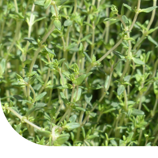  Echte Tijm - Thymus Vulgaris