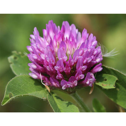  Rode Klaver-Trifolium Pratense