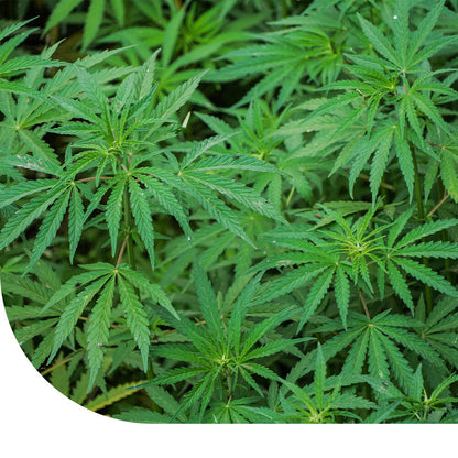  Vezelhennep - Cannabis Sativa L.