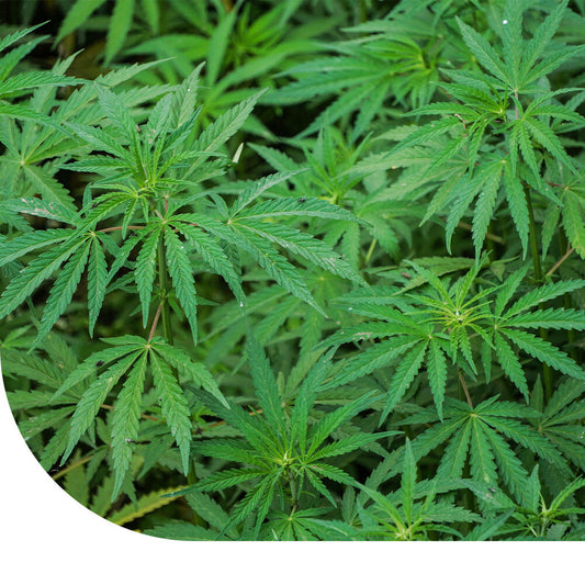  Vezelhennep - Cannabis Sativa L.