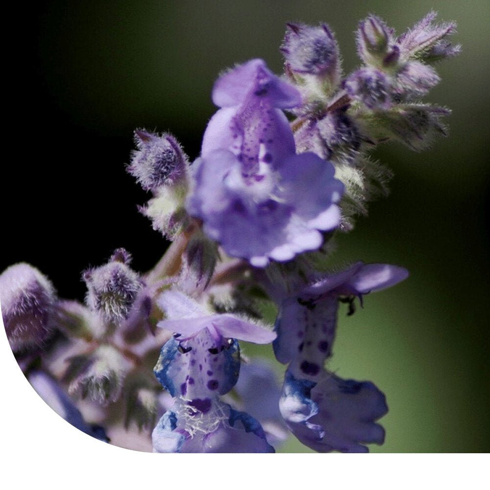  Blauw Kattenkruid - Nepeta Mussinii