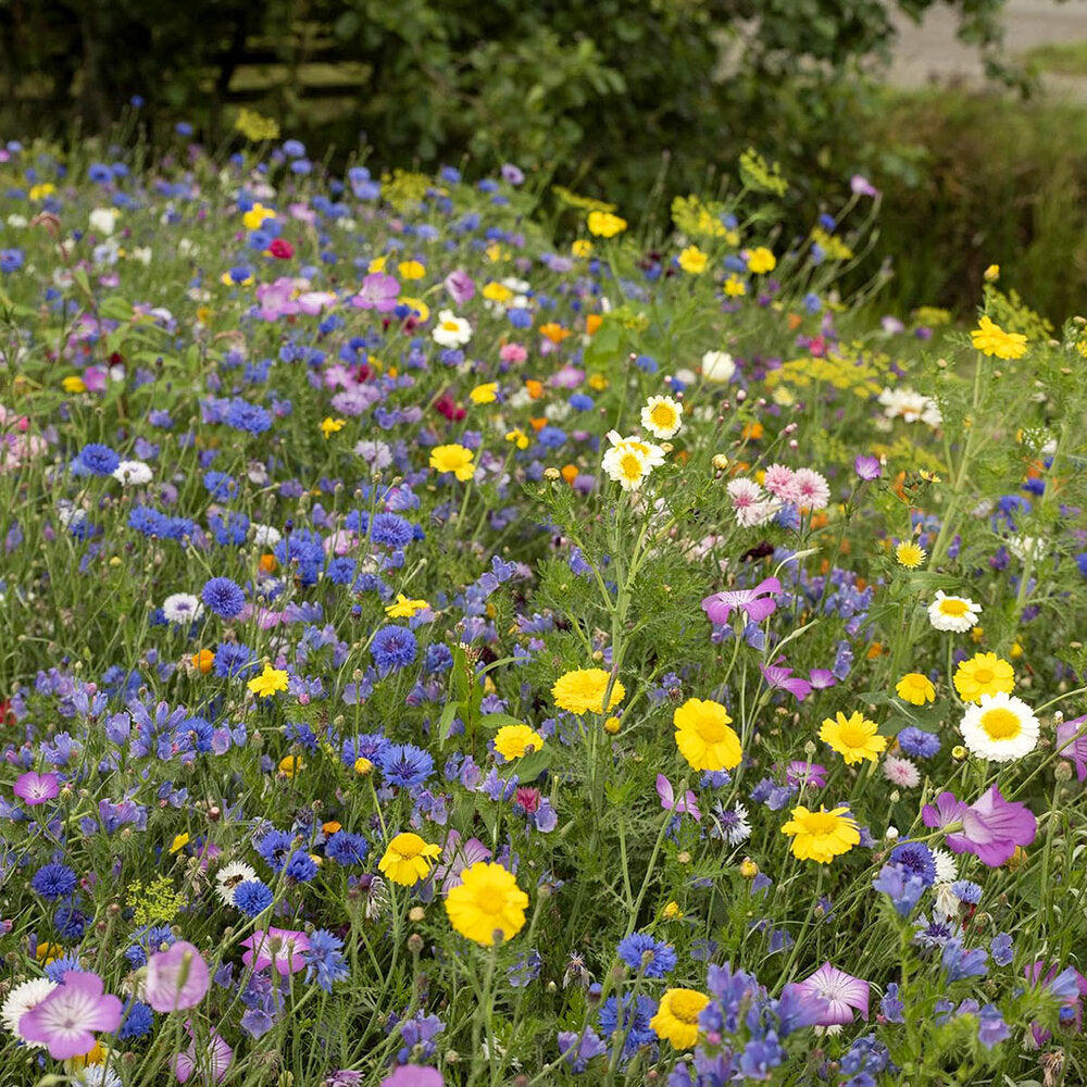  Zomerbloemenmengsel 1-jarig