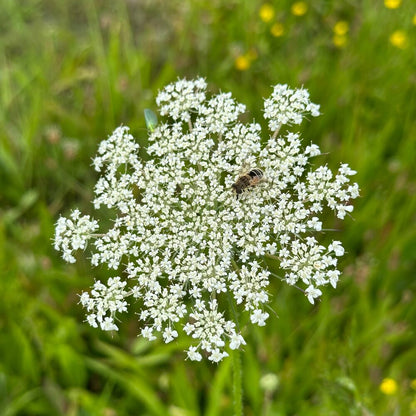  Wilde Peen - Daucus Carota