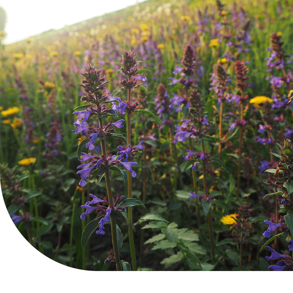  Droogteresistent Bloemenmengsel