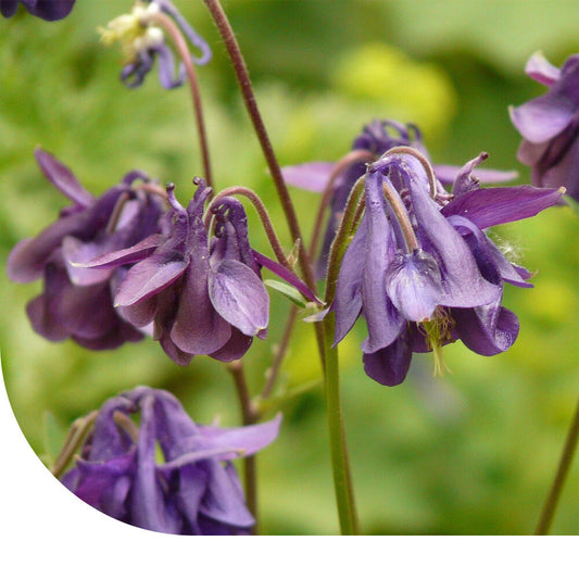  Akelei - Aquilegia Vulgaris
