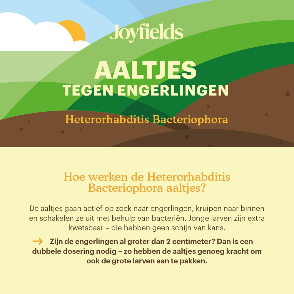  Aaltjes Tegen Engerlingen (Heterorhabditis Bacteriophora)