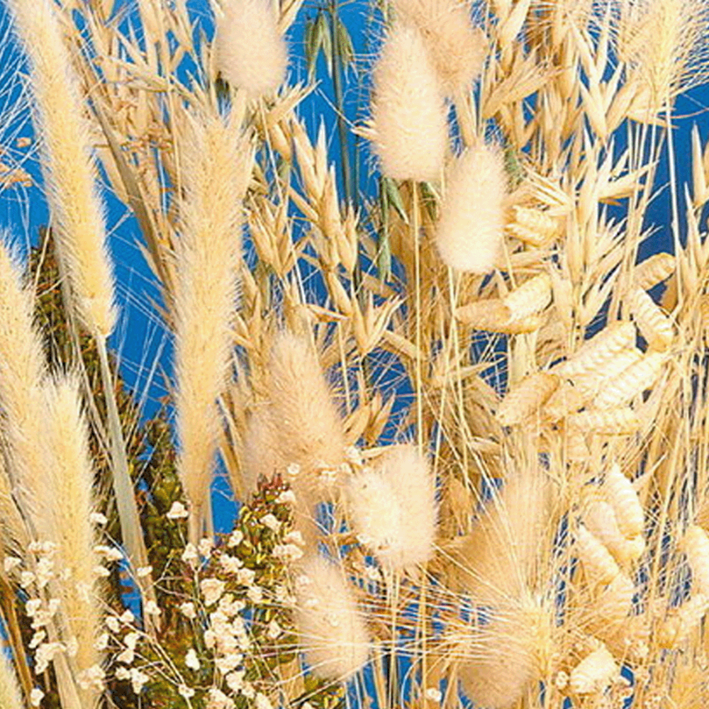  Siergrassenmengsel