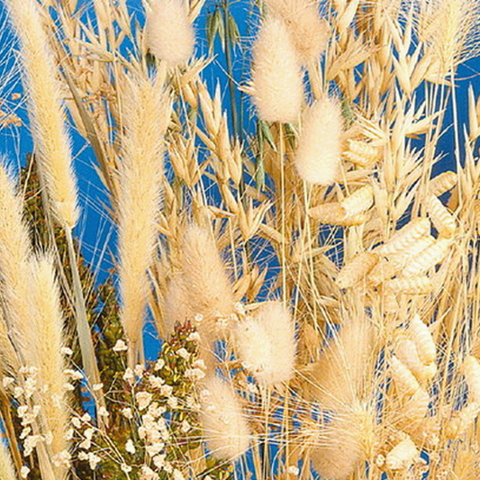  Siergrassenmengsel