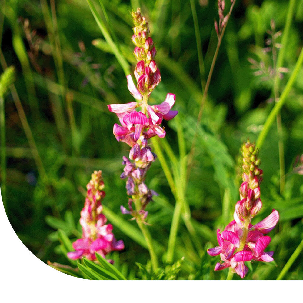  Esparcette - Onobrychis Viciifolia
