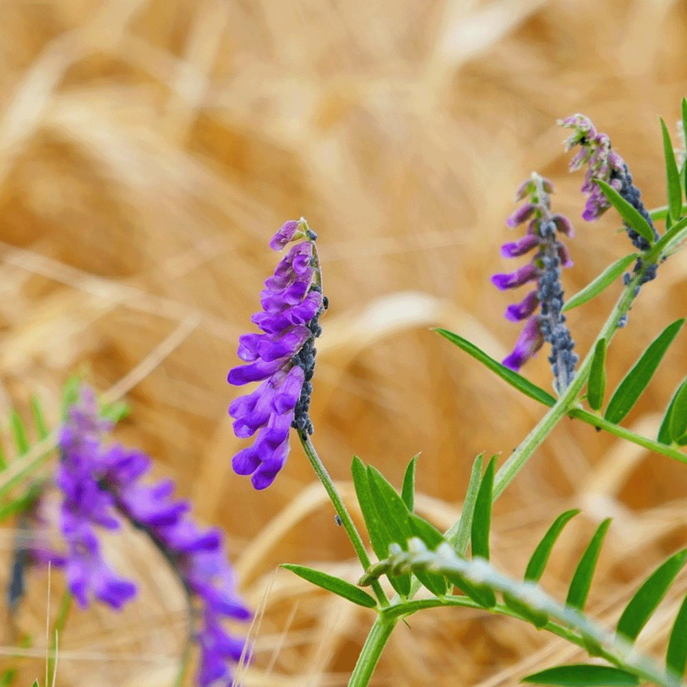  Bosrand Bloemenmengsel Schaduw Inheems - Meerjarig