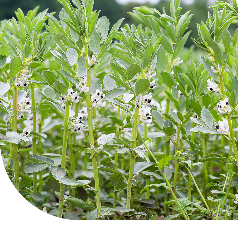  Zomerveldbonen - Vicia Faba