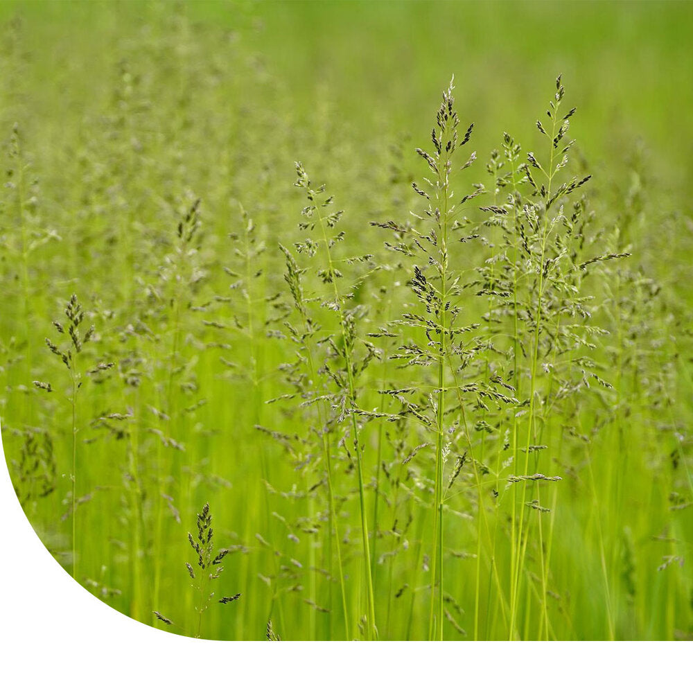  Veldbeemdgras - Poa Pratensis
