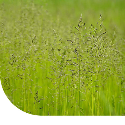  Veldbeemdgras - Poa Pratensis