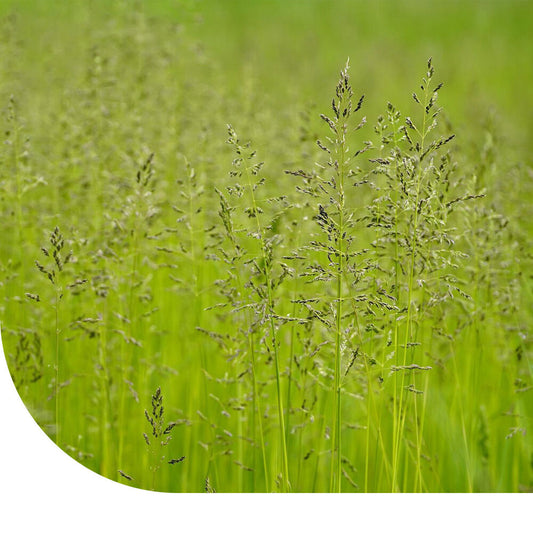 Veldbeemdgras - Poa Pratensis