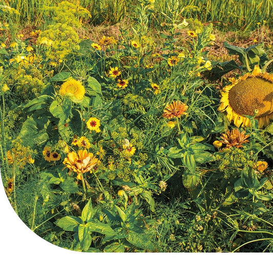  Zomerbloemen Gele Tinten - Mix