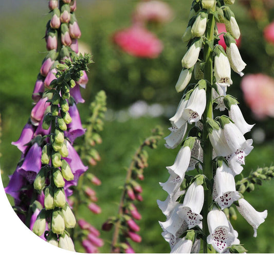  Vingerhoedskruid - Gemengd - Digitalis Purpurea
