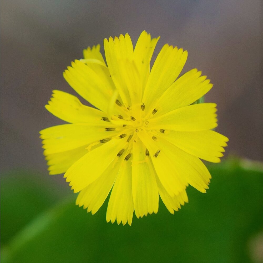  Akkerflora 10-tal