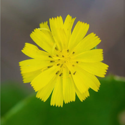  Akkerflora 10-tal