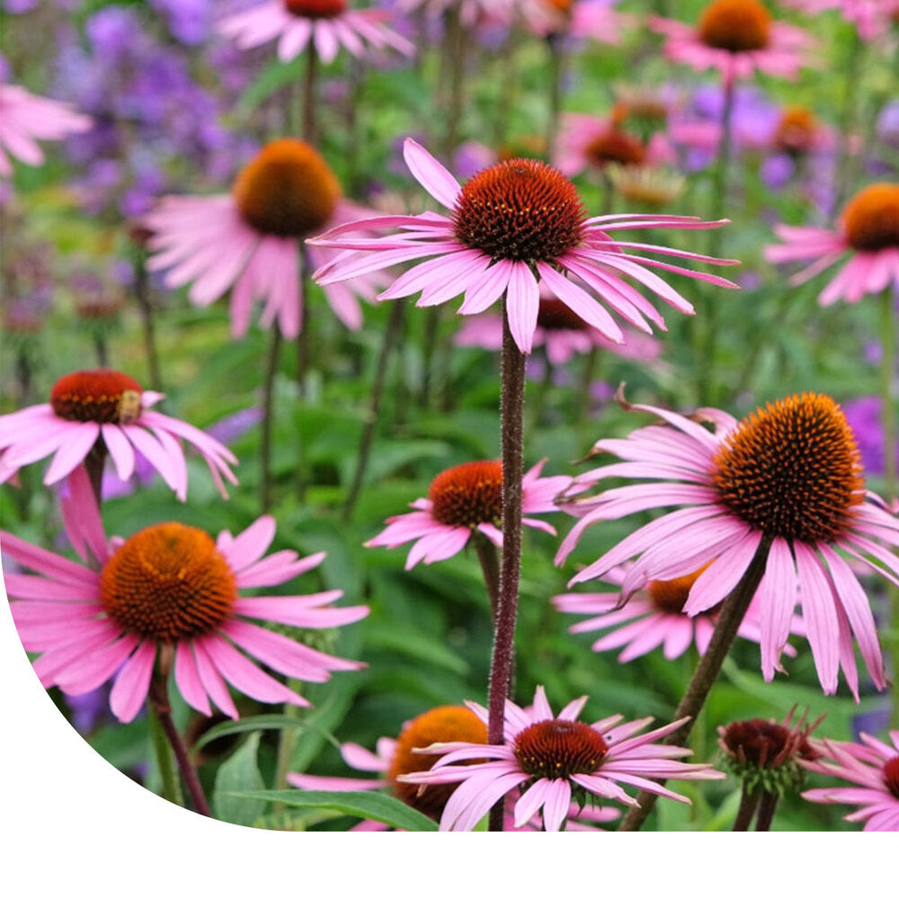  Rode Zonnehoed - 'Echinacea Purpurea'