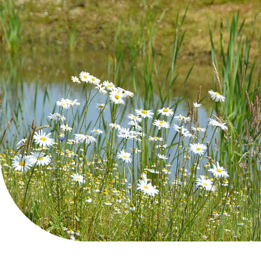  Stroomdal Bloemenmengsel Inheems - Meerjarig