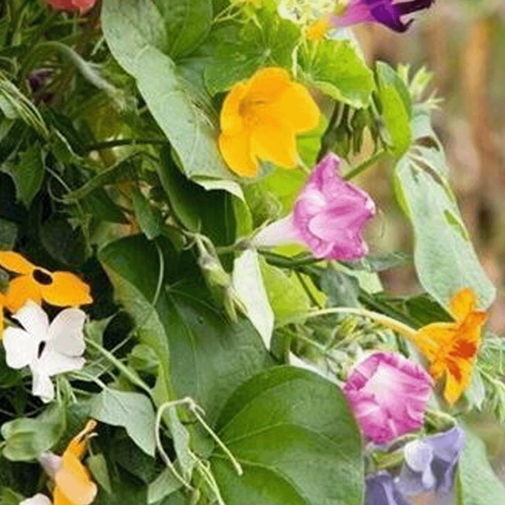  Klimplanten Mengsel