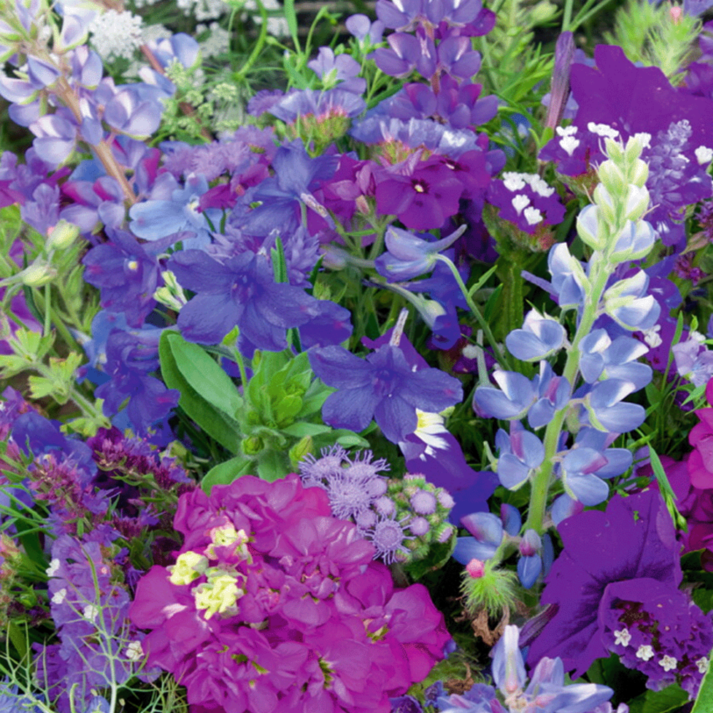  Zomerbloemen -Blauwe Tinten Mix