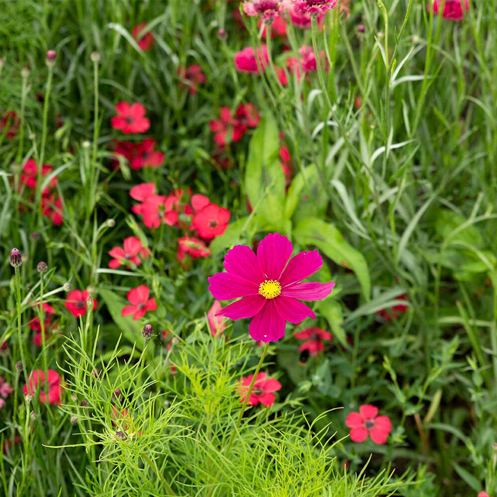  Zomerbloemen Rode Tinten Mix