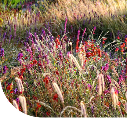  Prairietuin Compleet