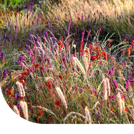  Prairietuin Compleet