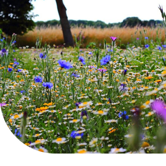  Wildbloemenmengsel Laag 1- En Meerjarig