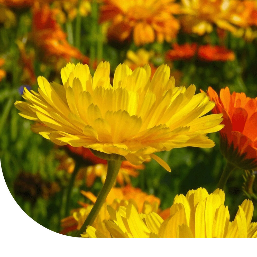  Goudsbloem 'Fiesta Gitana' Gemengd - Calendula