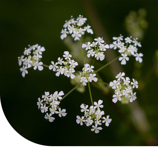  Fluitenkruid - Anthriscus Sylvestris