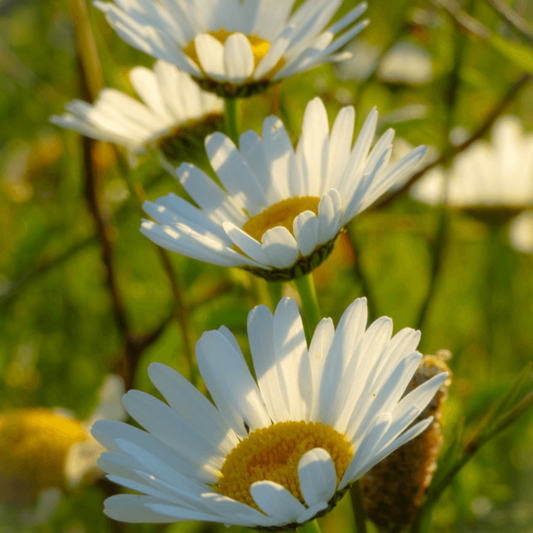  Madeliefje - Bellis Perennis