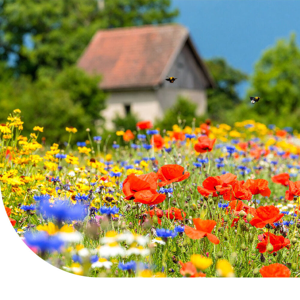  Functionele Agro Biodiversiteit (FAB) Mengsel