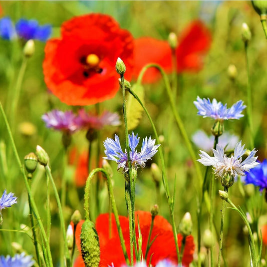 Akkerflora 10-tal