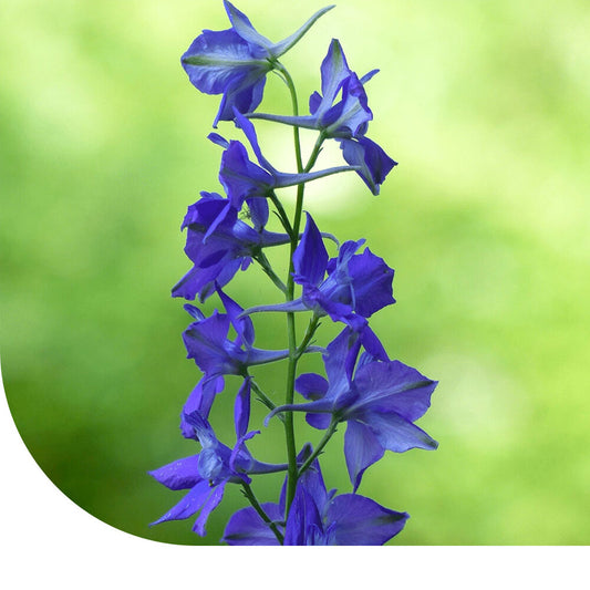  Ridderspoor - Delphinium Consolida