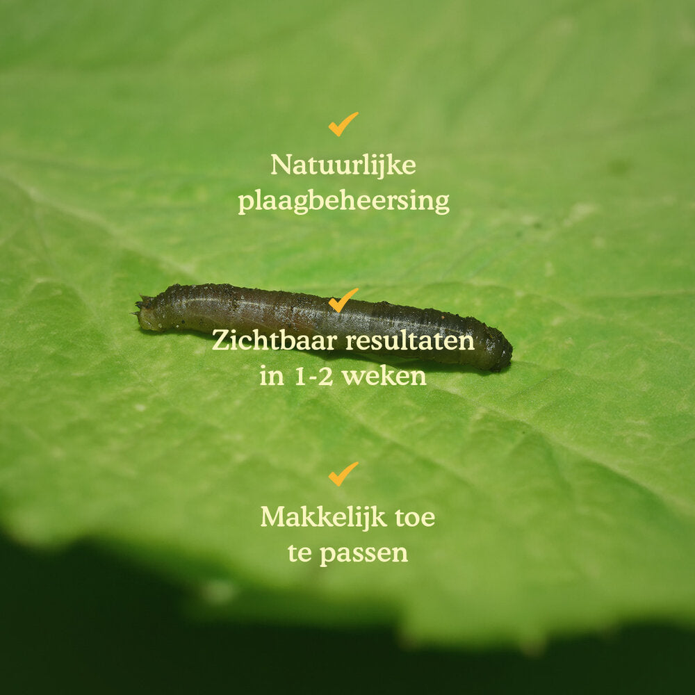  Aaltjes Tegen Emelten (Steinernema Carpocapsae)
