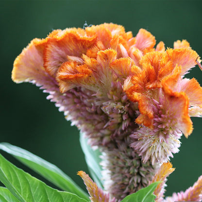  Hanekam - Celosia Cristata (gemengd)