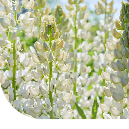  Blauwe Zoete Lupine - Lupinus Angustifolius