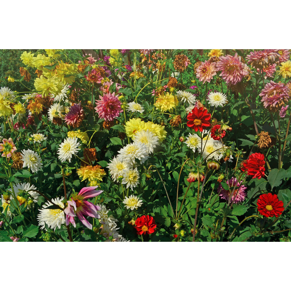 Dahlia Variabilis - Unwin's Hybride Gemengd