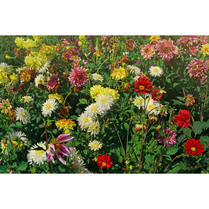  Dahlia Variabilis - Unwin's Hybride Gemengd