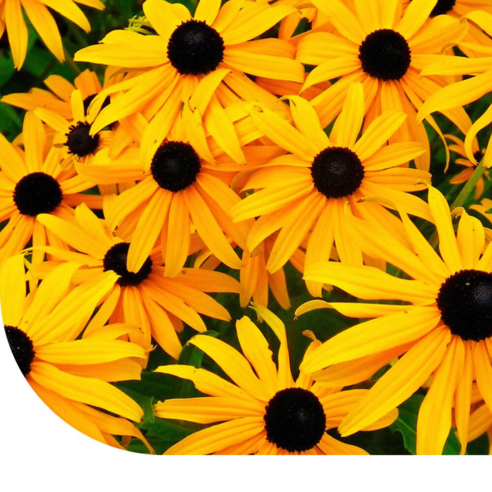  Zonnehoed 'Marmelade' - Rudbeckia Hirta