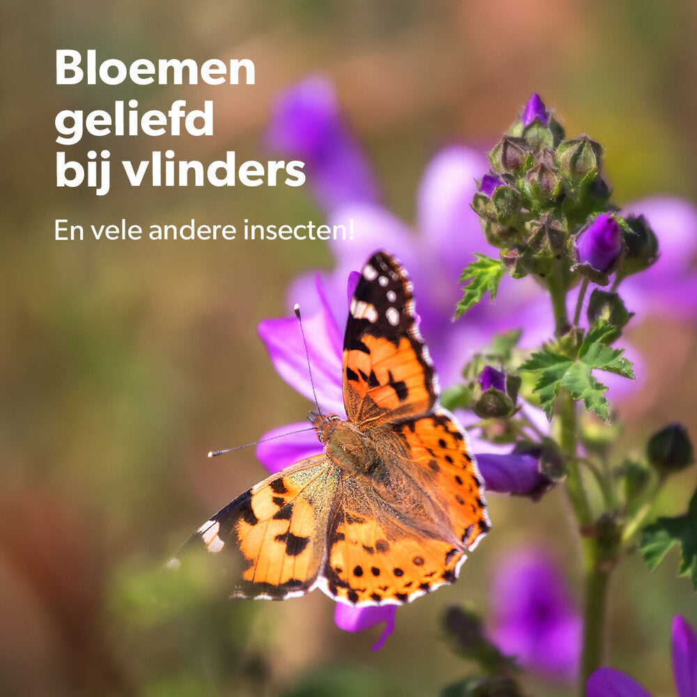  Flower Bombs - Zaadbommen Mix - Van Harte Gefeliciteerd!