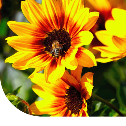  Zonnebloem 'Dwarf Fantasy Mix'