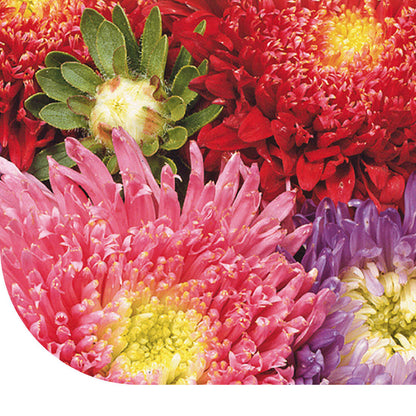  Zomeraster 'Princesse' - Callistephus