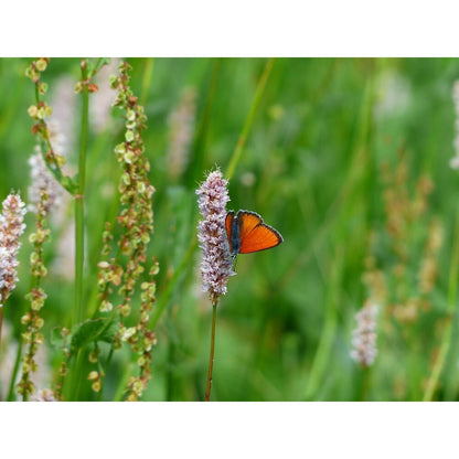  Adderwortel - Bistorta Officinalis