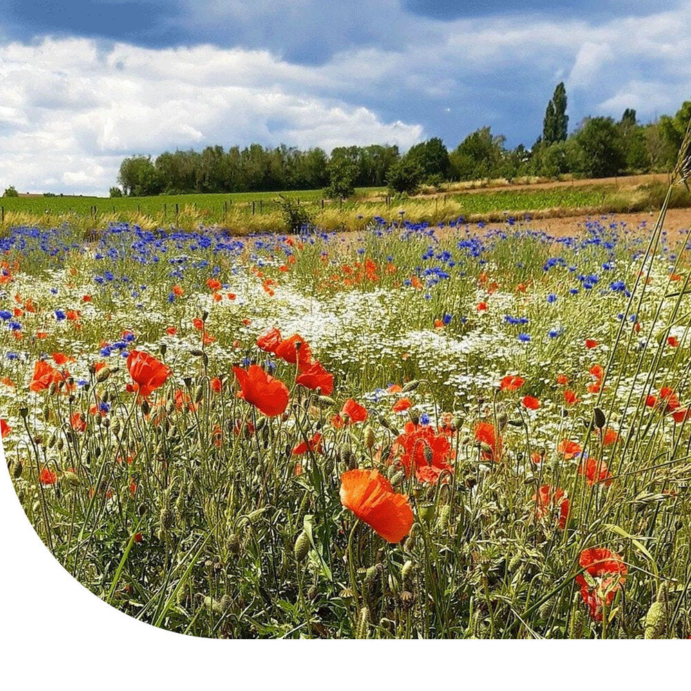  Akkerbloemen A6 - 1-jarig Inheems