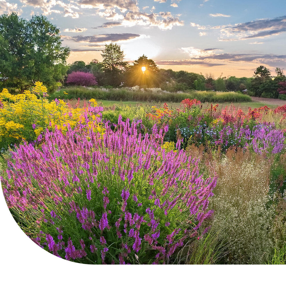 Prairietuin Bloemenmengsel