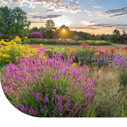  Prairietuin Bloemenmengsel