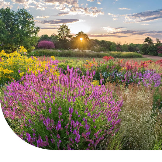  Prairietuin Bloemenmengsel